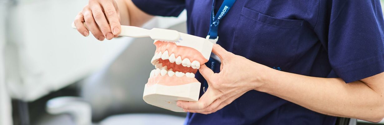 Kuvassa hammaslääkäri näyttää miten hampaat tulee harjata