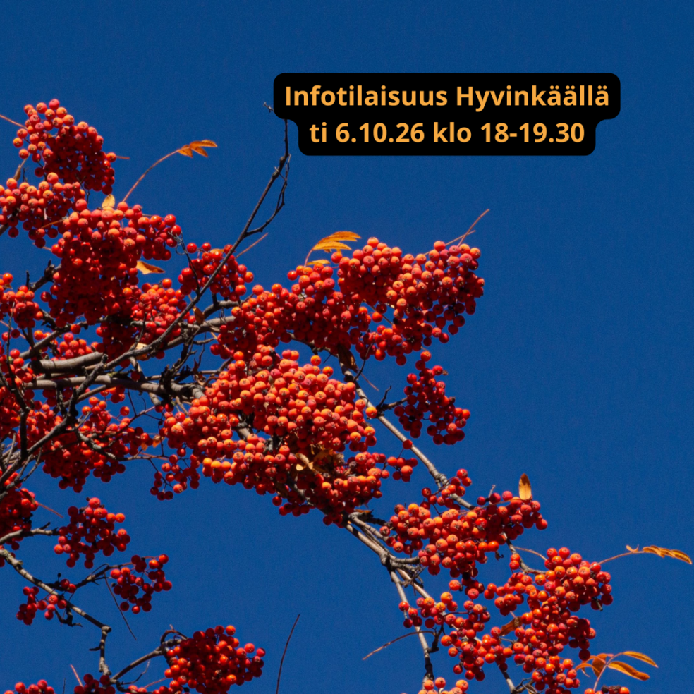 Pihlajanmarjoja puussa. Tekstinä Infotilaisuus Hyvinkäällä ti 6.10.26 klo 18-19.30.